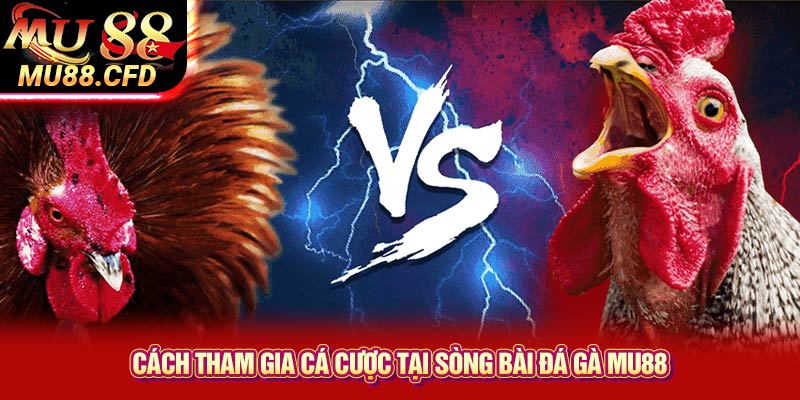 Cách Tham Gia Cá Cược Tại Sòng Bài Đá Gà Mu88 Cách Tham Gia Cá Cược Tại Sòng Bài Đá Gà Mu88