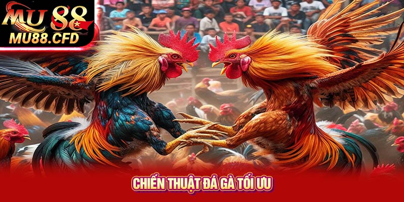 Chiến Thuật Đá Gà Tối Ưu Chiến Thuật Đá Gà Tối Ưu