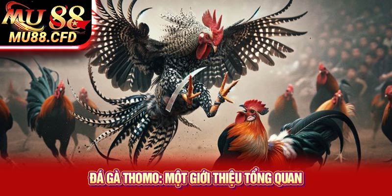 Đá Gà Thomo: Một Giới Thiệu Tổng Quan Đá Gà Thomo: Một Giới Thiệu Tổng Quan