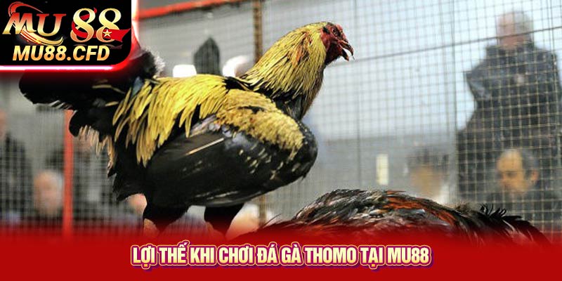 Lợi Thế Khi Chơi Đá Gà Thomo Tại Mu88 Lợi Thế Khi Chơi Đá Gà Thomo Tại Mu88
